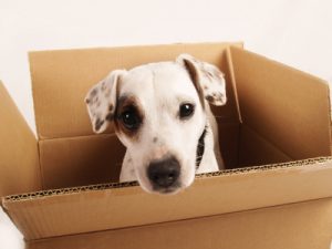 Moving with Pets